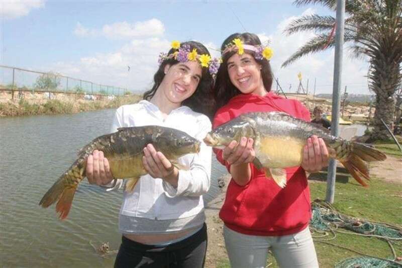 פסטיבל הקרפיון // צילום: עופר שנער