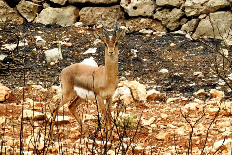 צבי. בסכנת דריסה // צילום: דב גרינבלט // צבי. בסכנת דריסה // צילום: דב גרינבלט ,