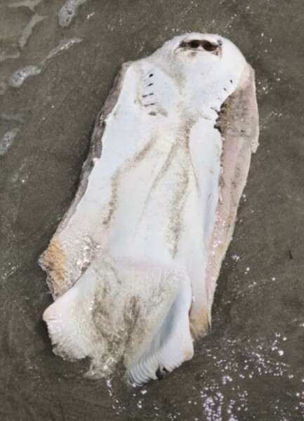 כמו מה זה נראה לכם? בטנו של היצור המשונה// צילום: פייסבוק