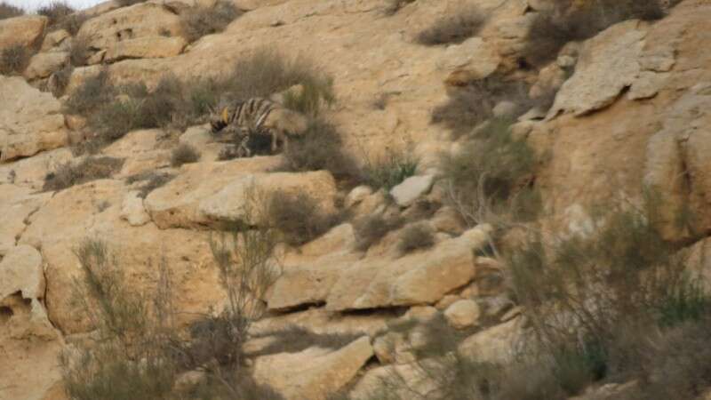 גורת הצבוע בטבע// צילום: רשות שמורות הטבע והגנים