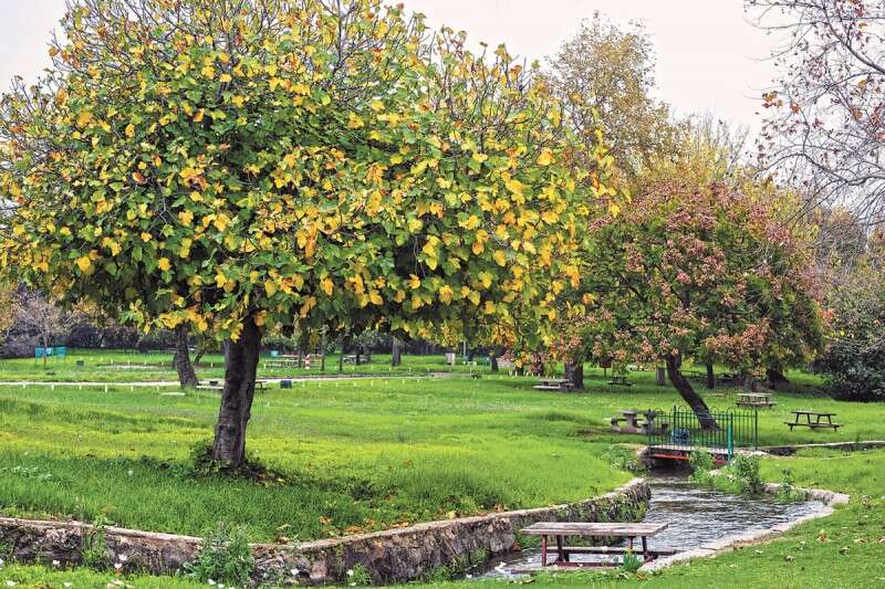 חורשת טל. מאות עצי אלון תבור עתיקים ועצומים // צילום : אליהו ג'יני