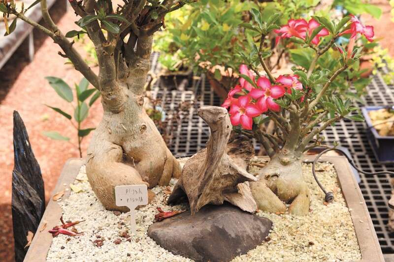 עץ בונסאי במשתלות רגב. פלא ננסי // צילום: לירון אלמוג