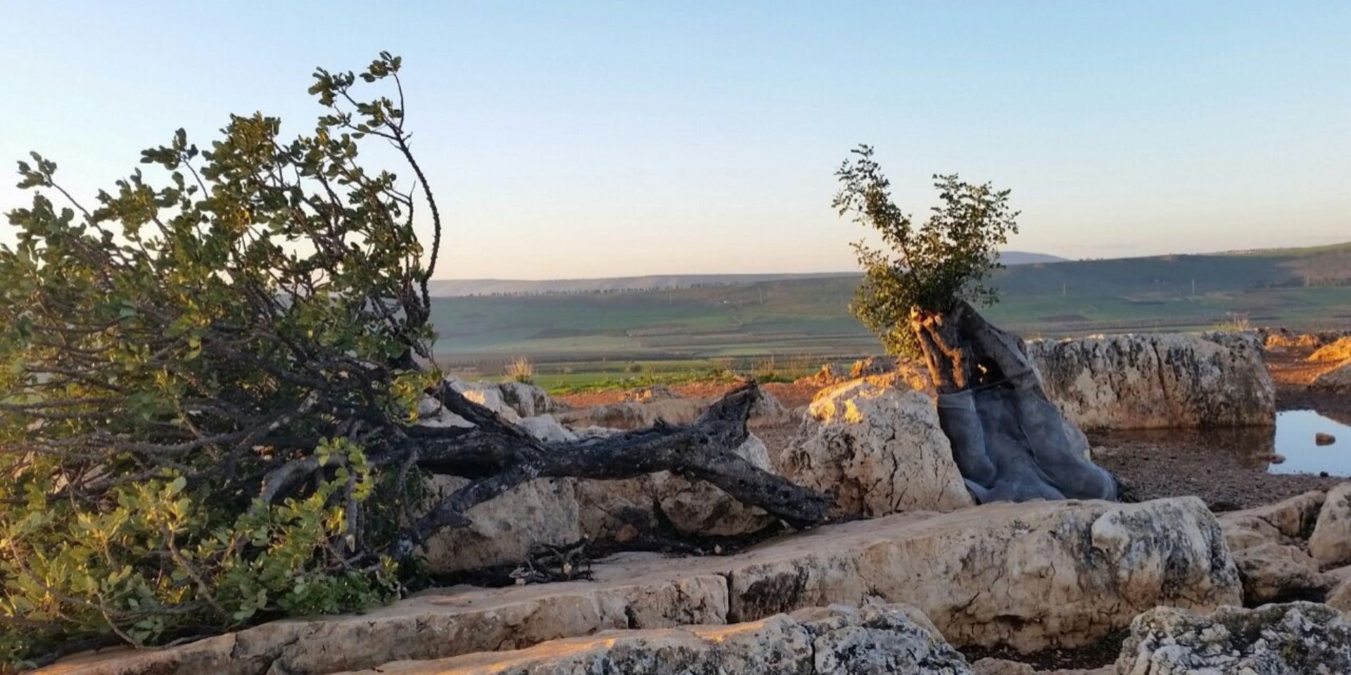 עץ החרוב שקרס במצוק הארבל // צילום: אסף דורי, רשות הטבע והגנים // עץ החרוב שקרס במצוק הארבל // צילום: אסף דורי, רשות הטבע והגנים ,
