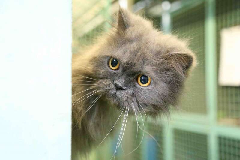 בץ החתול הפרסי// צילום: חיים שוורצנברג