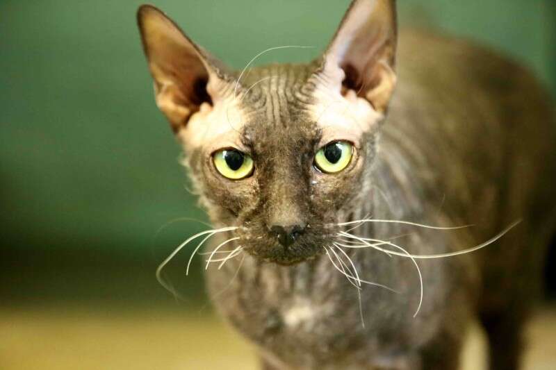 קליאופטרה חתולת הספינקס// צילום: חיים שוורצנברג