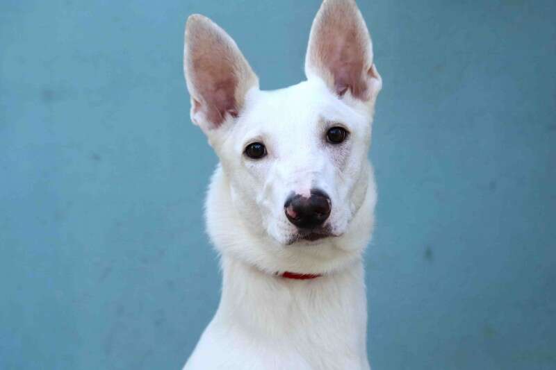 צבי הכלב האתלטי// צילום: חיים שוורצנברג