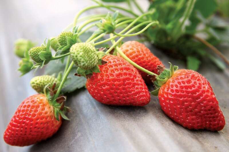 תותים בחוות רוח שתות בגן שמואל. עונת הקטיף תימשך עד אפריל־מאי // צילום: לירון אלמוג