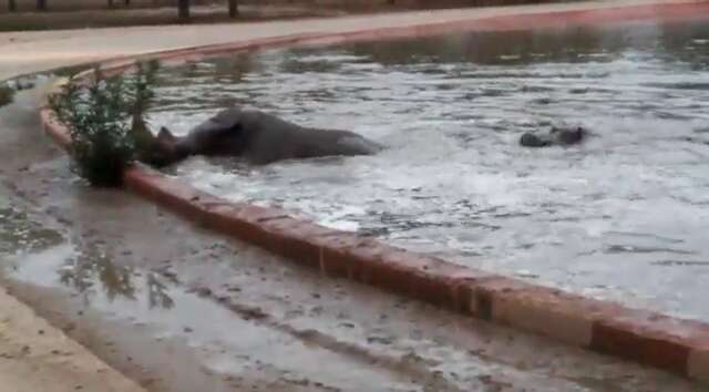 עטרי הקרנף נחלץ בזכות ההיפופוטם (מאחוריו) // צילום: רחל בן עזרא