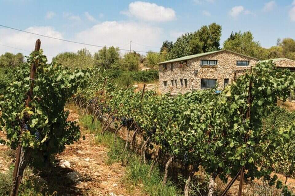  יקב פסגות. הכרמים נטועים על טרסות בנות 2,000 שנה // צילום: דודי ועקנין //  יקב פסגות. הכרמים נטועים על טרסות בנות 2,000 שנה // צילום: דודי ועקנין , 