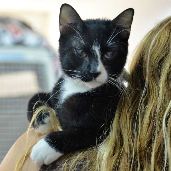 לא רואה טוב וזקוק לבית טוב, ספארקי החתול