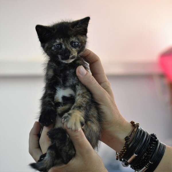 מתוקה יותר מהחטיף, טורטית