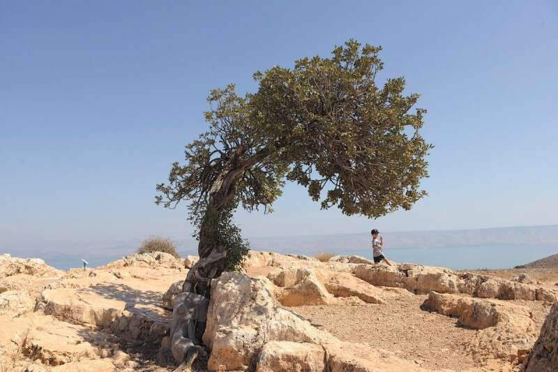 מצפור החרוב בהר ארבל. מסלול לכל המשפחה