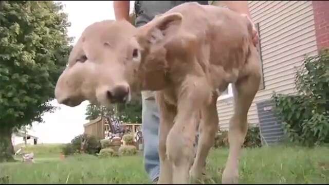 העגלה "לאקי" // צילום: מתוך יוטיוב