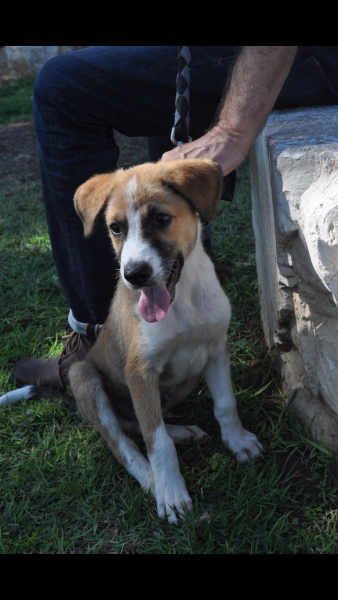 הלכב אוסטין // צילום: הכלביה העירונית ת"א