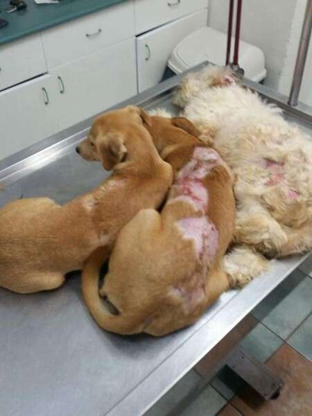 הכלבים חוו סבל רב // צילום: ד"ר דניאלה אורטנר