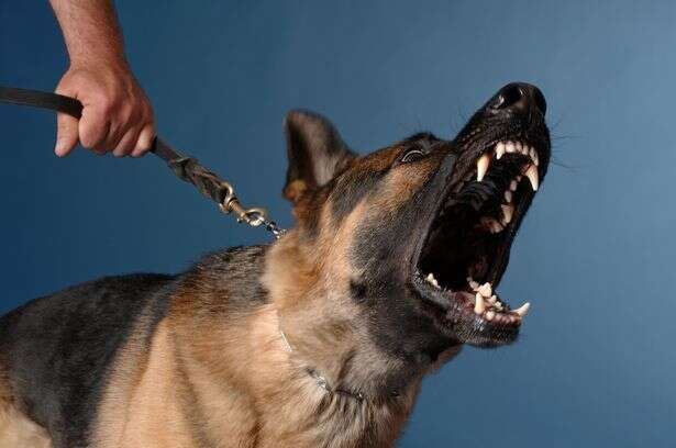 רועה גרמני // צילום: getty images