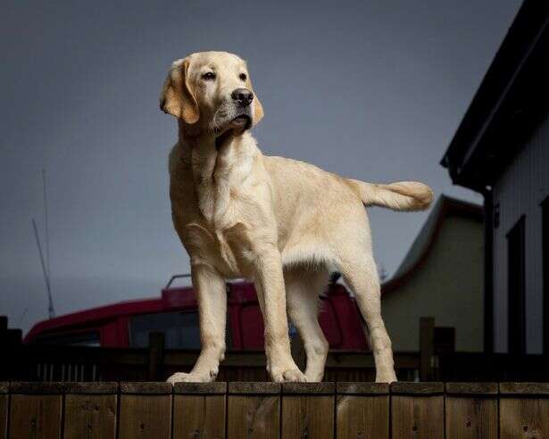 גולדן רטריוור // צילום: getty images