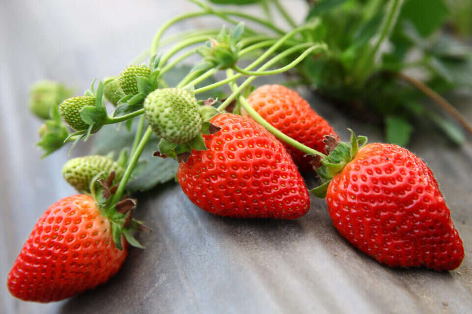 Fruit for the rich only Why are strawberries so expensive? Israel Hayom