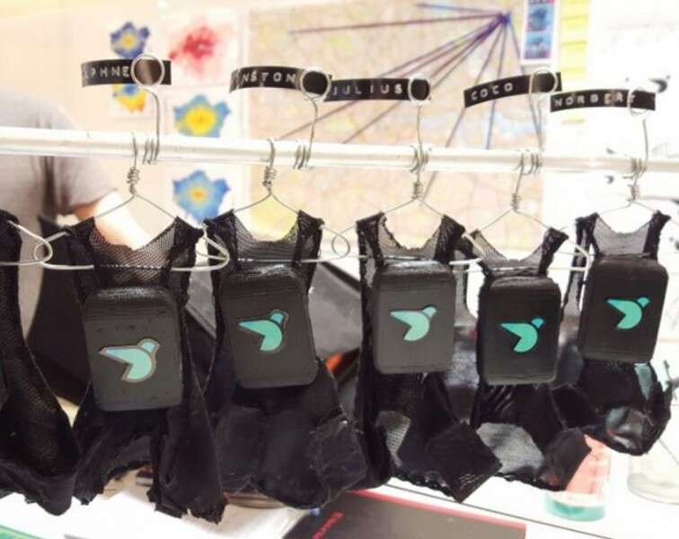 המלתחה עם "ציוד הטיסה" של היונים במעבדה לניטור זיהום אוויר // צילום: טוויטר