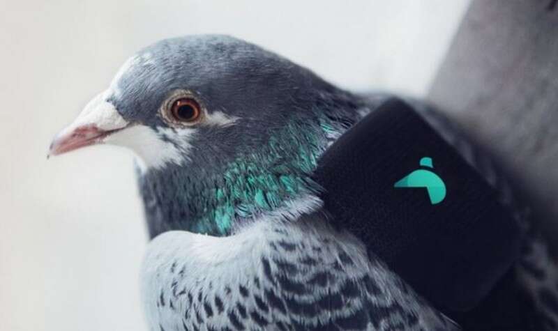 25 גרם בלבד // צילום: טוויטר