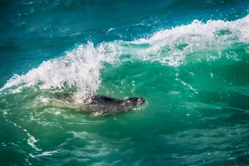 כלבת הים הנזירית בראש הנקרה // צילום: חגי קרפ