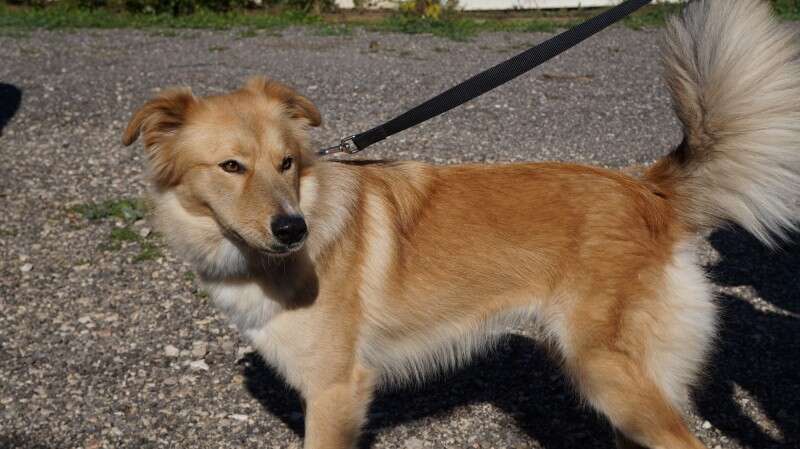 יפת תואר וטובת לב. בלה