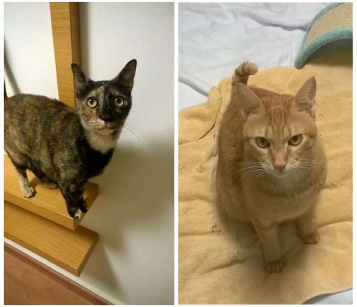 צעירים וחמודים, מעוקרים ומחוסנים. בוני וקלייד