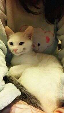 חיוך תמידי. קוטג'