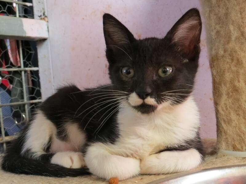 גורה מקסימה, ומאוד מתלטפת שאוהבת משחק. דודידו