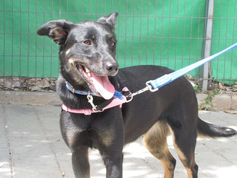 חכמה ואנרגטית. פיונה