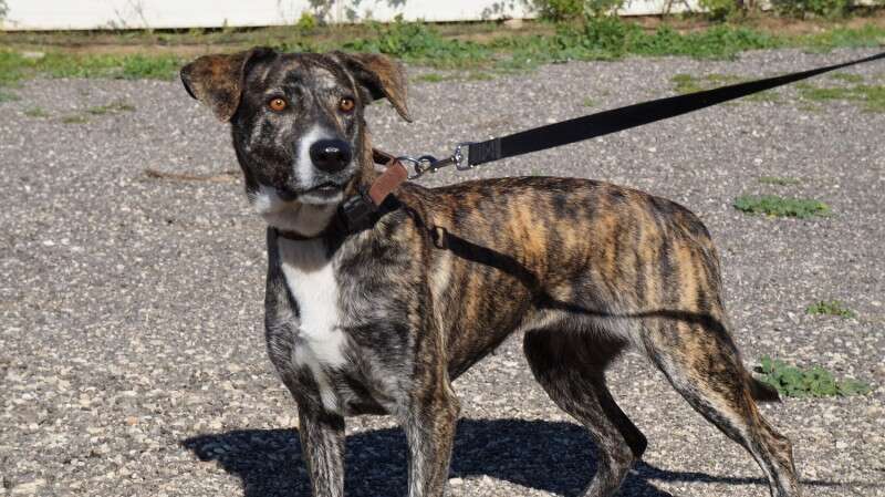 פעילה וחברותית, מסתדרת היטב עם כולם. הלגה