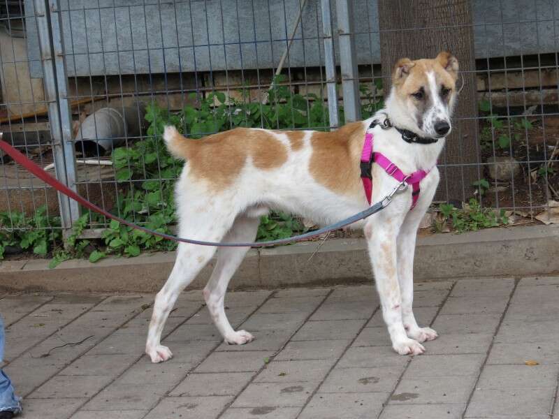 עדין ואוהב, שמאוד אוהב לחבק חוליו