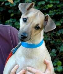 חברותי לאנשים ולכלבים אחרים. מוקי