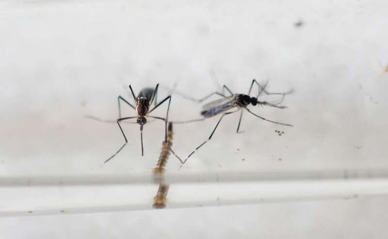 היתושים המעבירים את הנגיף // צילום: איי.אף.פי