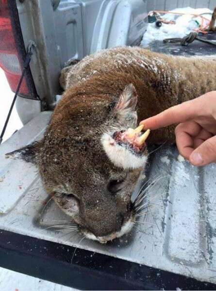 "ככל הנראה גידול נדיר". הפומה // צילום: טוויטר