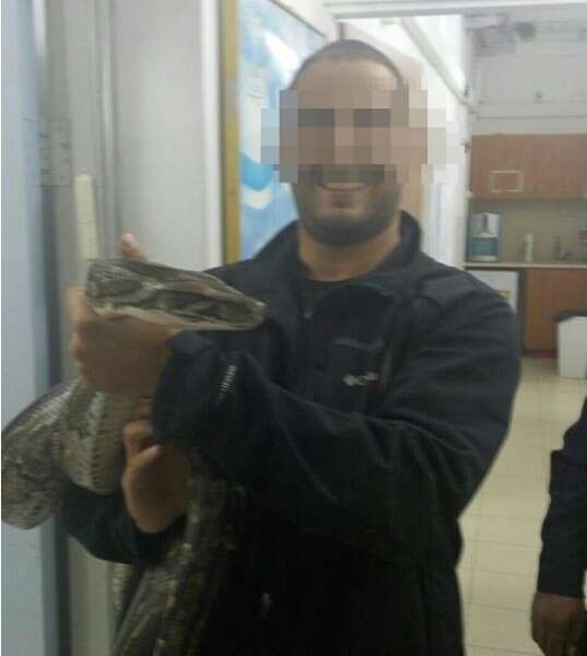 בלשי המשטרה עם הנחש // צילום: חטיבת המשטרה