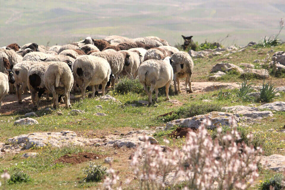 חוות טליה. ב־95' חתמה הממשלה על אישור להתיישב במקום , ליאורה בן צור
