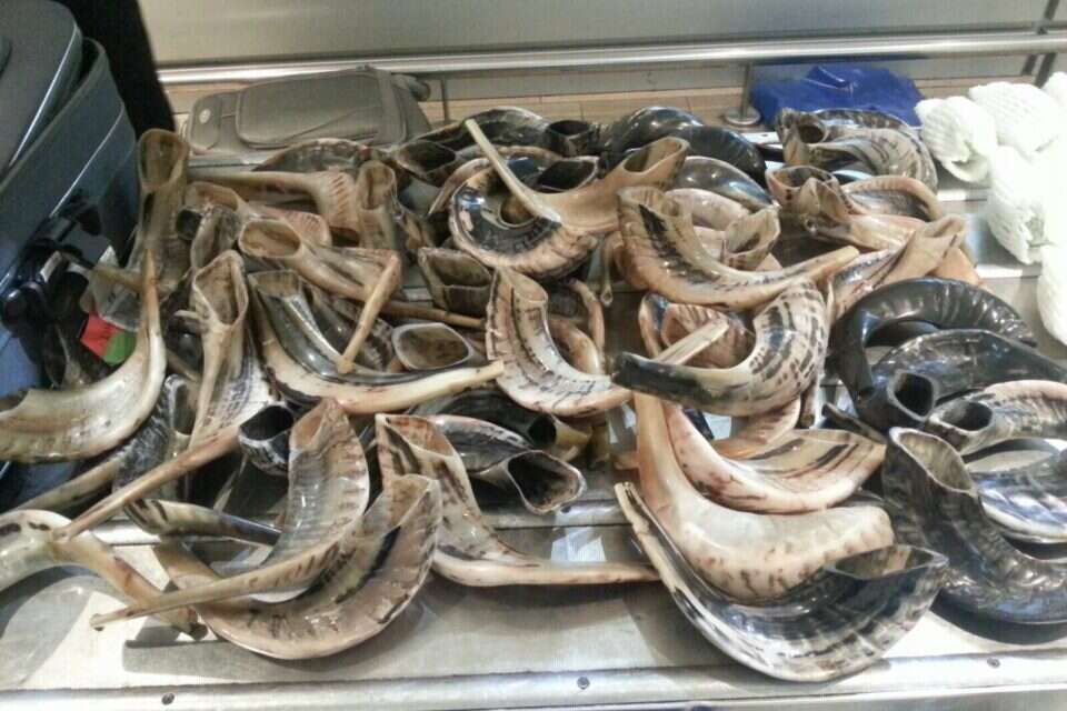 השלל שנתפס בנתב"ג // צילום: מכס נתב"ג // השלל שנתפס בנתב"ג ,