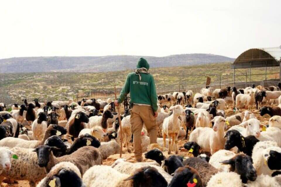 יותר חקלאים מותקפים, פחות אירועי טרור חקלאי (להמחשה) , השומר יו"ש