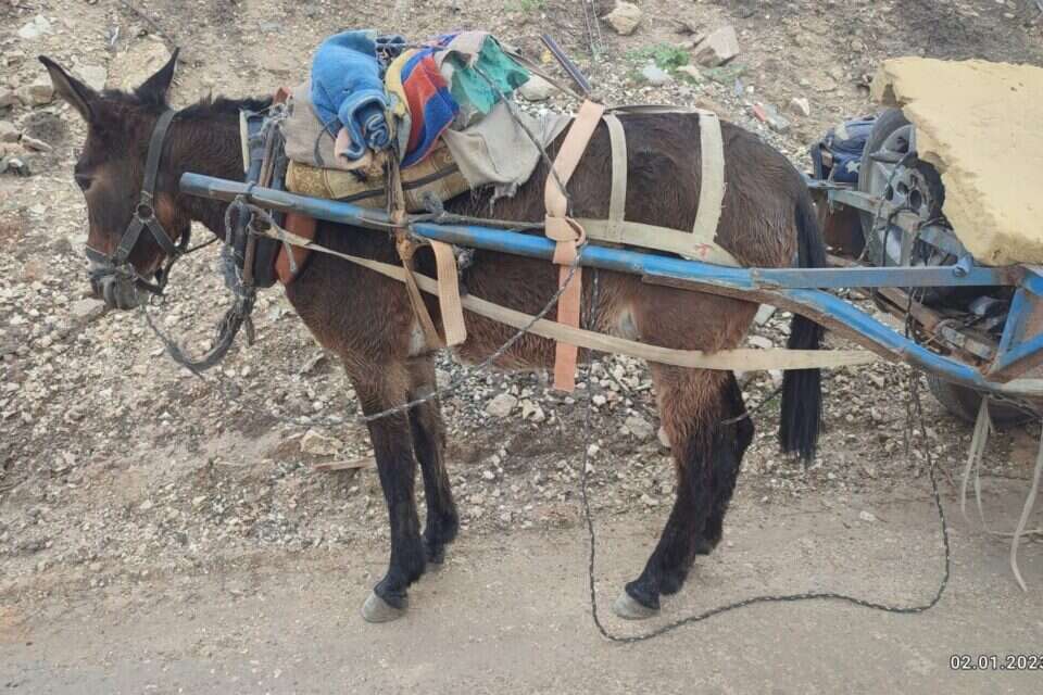 פרד שעבר התעללות על ידי שב"חים , דוברות משרד החקלאות