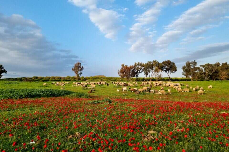 המרבדים האדומים, פסטיבל "דרום אדום" , רפי בביאן