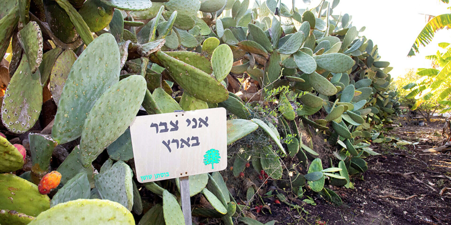 שלט בבוסתן שושן , משה שי