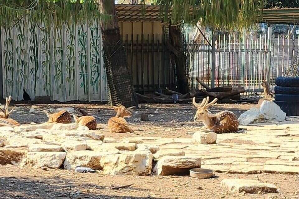 פינת החי בפארק הירקון , 