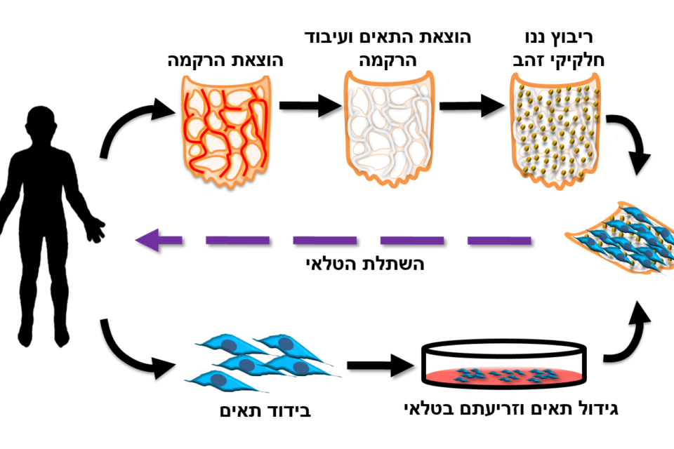 תיאור סדר הפעולות להשתלת הטלאי בלב ,