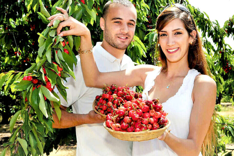 קוטפים דובדבנים בצפון הארץ // צילום: סטודיו A // קוטפים דובדבנים בצפון הארץ ,