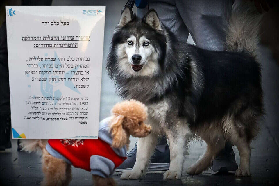 המודעה שפורסמה בהרצליה על רקע כלבים ,
