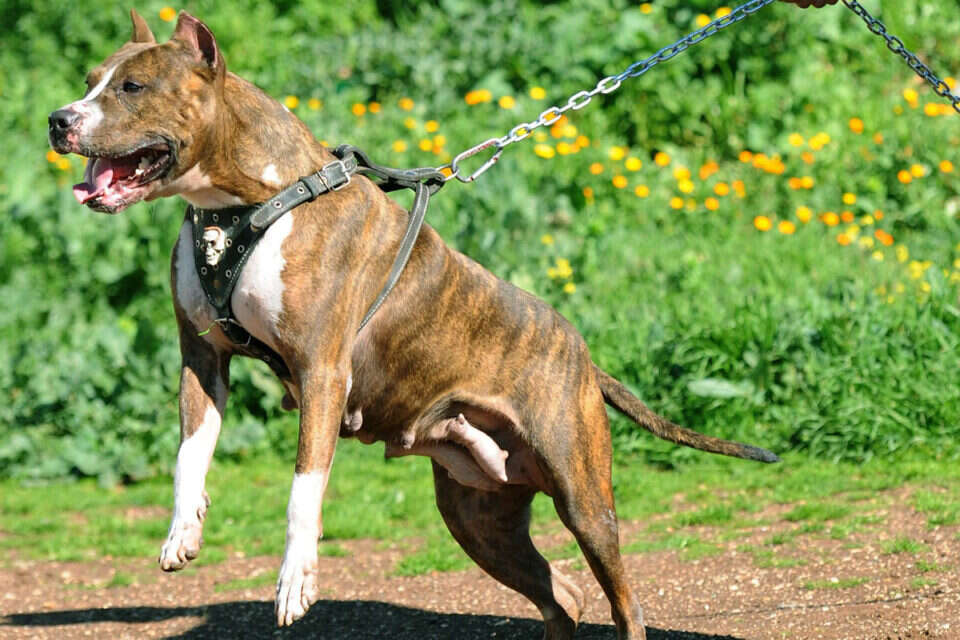 "יש הבדל בין נשיכה של פודל לנשיכה של פיטבול": מה שחייבים לדעת לפני שמגדלים כלב מסוכן