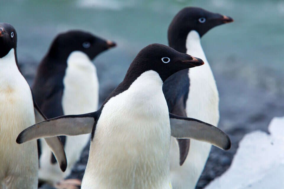 מהי "הורות פינגווין" ומה אנחנו יכולים ללמוד ממנה?