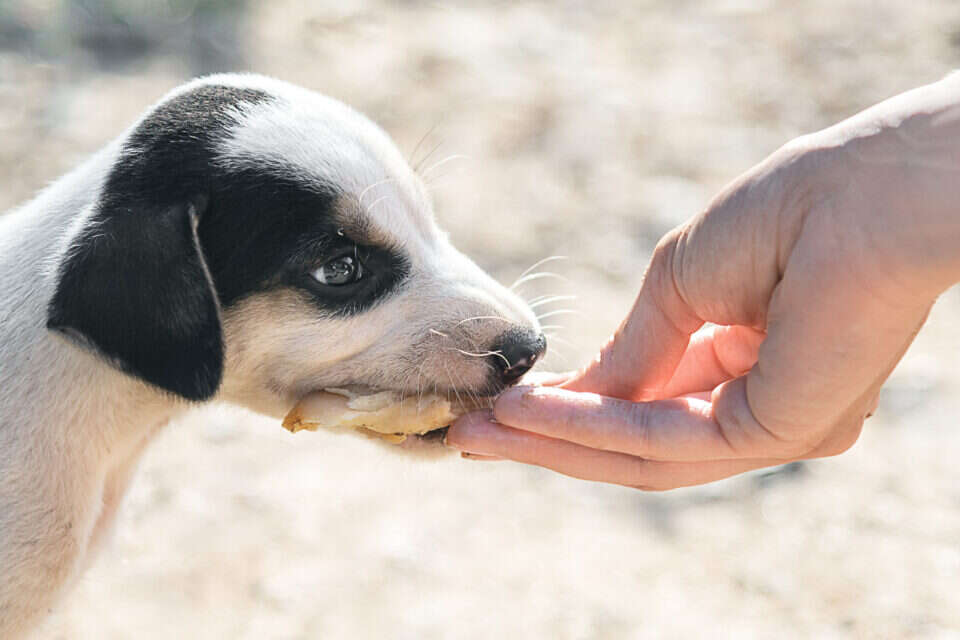 האכלת גור כלבים , Getty Images