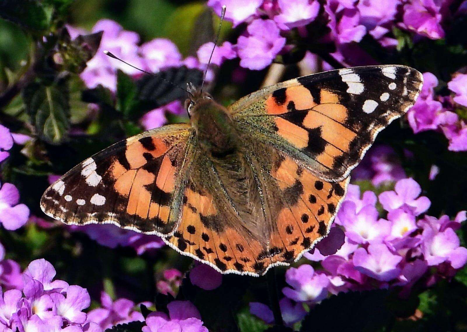 צפו באירוע הנדיר: נדידה המונית של פרפרים בישראל | ישראל היום